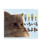 【激かわ♡】もふねこミルク（個別スタンプ：15）