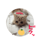 【激かわ♡】もふねこミルク（個別スタンプ：17）