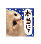 【激かわ♡】もふねこミルク（個別スタンプ：18）