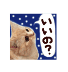 【激かわ♡】もふねこミルク（個別スタンプ：19）