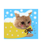 【激かわ♡】もふねこミルク（個別スタンプ：20）