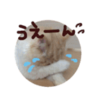 【激かわ♡】もふねこミルク（個別スタンプ：21）