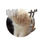 【激かわ♡】もふねこミルク（個別スタンプ：22）