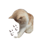 【激かわ♡】もふねこミルク（個別スタンプ：23）