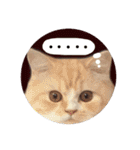【激かわ♡】もふねこミルク（個別スタンプ：24）