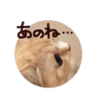 【激かわ♡】もふねこミルク（個別スタンプ：25）