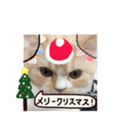【激かわ♡】もふねこミルク（個別スタンプ：27）