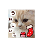 【激かわ♡】もふねこミルク（個別スタンプ：28）