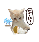 【激かわ♡】もふねこミルク（個別スタンプ：29）