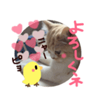 【激かわ♡】もふねこミルク（個別スタンプ：30）