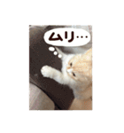 【激かわ♡】もふねこミルク（個別スタンプ：31）