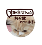 【激かわ♡】もふねこミルク（個別スタンプ：32）