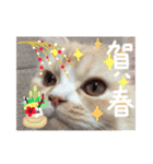 【激かわ♡】もふねこミルク（個別スタンプ：33）
