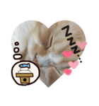 【激かわ♡】もふねこミルク（個別スタンプ：34）