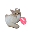 【激かわ♡】もふねこミルク（個別スタンプ：35）