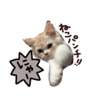 【激かわ♡】もふねこミルク（個別スタンプ：36）