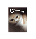 【激かわ♡】もふねこミルク（個別スタンプ：38）