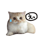 【激かわ♡】もふねこミルク（個別スタンプ：39）