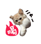 【激かわ♡】もふねこミルク（個別スタンプ：40）