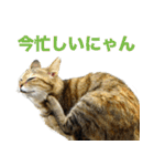 ちいきねこ（個別スタンプ：1）