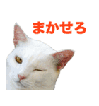 ちいきねこ（個別スタンプ：2）