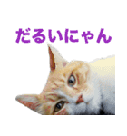 ちいきねこ（個別スタンプ：3）