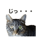 ちいきねこ（個別スタンプ：4）