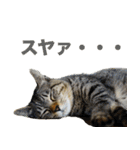 ちいきねこ（個別スタンプ：5）