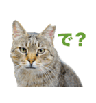 ちいきねこ（個別スタンプ：6）