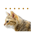 ちいきねこ（個別スタンプ：7）