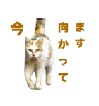 ちいきねこ（個別スタンプ：9）