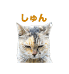 ちいきねこ（個別スタンプ：10）