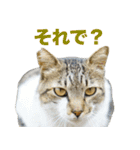 ちいきねこ（個別スタンプ：11）