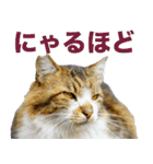 ちいきねこ（個別スタンプ：12）