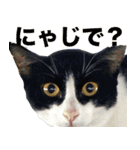 ちいきねこ（個別スタンプ：13）