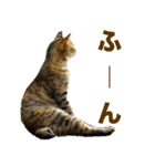ちいきねこ（個別スタンプ：14）