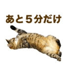 ちいきねこ（個別スタンプ：15）