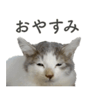 ちいきねこ（個別スタンプ：16）