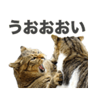 ちいきねこ（個別スタンプ：17）