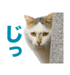 ちいきねこ（個別スタンプ：19）