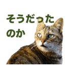 ちいきねこ（個別スタンプ：21）