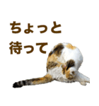 ちいきねこ（個別スタンプ：22）