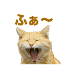 ちいきねこ（個別スタンプ：23）