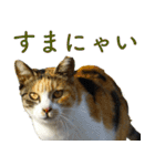ちいきねこ（個別スタンプ：24）