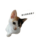 たまちゃんとあなごくんです（個別スタンプ：4）
