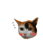たまちゃんとあなごくんです（個別スタンプ：12）