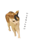 たまちゃんとあなごくんです（個別スタンプ：13）