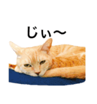 我が家のトラ猫さん（個別スタンプ：4）