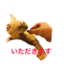 我が家のトラ猫さん（個別スタンプ：5）