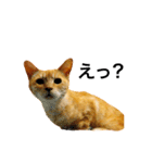 我が家のトラ猫さん（個別スタンプ：6）